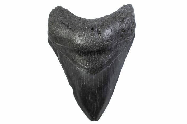 Fossil Megalodon Tooth - South Carolina #371854